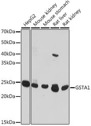 GSTA1 Rabbit pAb