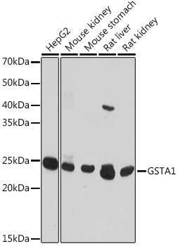 GSTA1 Rabbit pAb