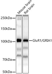 GluR1/GRIA1 Rabbit pAb