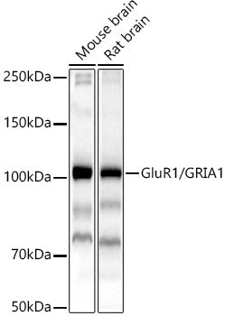 GluR1/GRIA1 Rabbit pAb