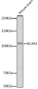 BCAR1 Rabbit pAb