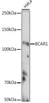 BCAR1 Rabbit pAb