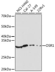 OSR1 Rabbit pAb