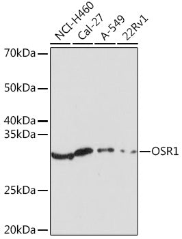 OSR1 Rabbit pAb