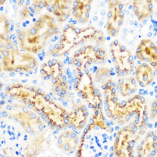 OSR1 Rabbit pAb