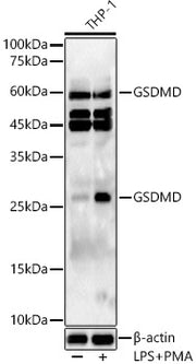 GSDMD Rabbit pAb