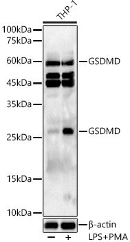 GSDMD Rabbit pAb