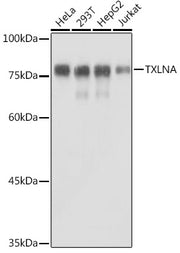 TXLNA Rabbit pAb