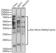 Pan Mono-Methyl lysine Rabbit pAb