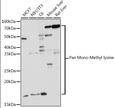 Pan Mono-Methyl lysine Rabbit pAb