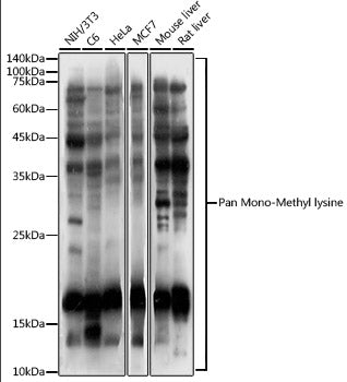 Pan Mono-Methyl lysine Rabbit pAb