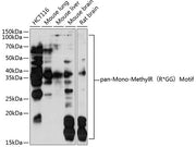 pan-Mono-MethylR（R*GG）Motif Rabbit pAb
