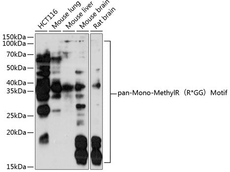 pan-Mono-MethylR（R*GG）Motif Rabbit pAb