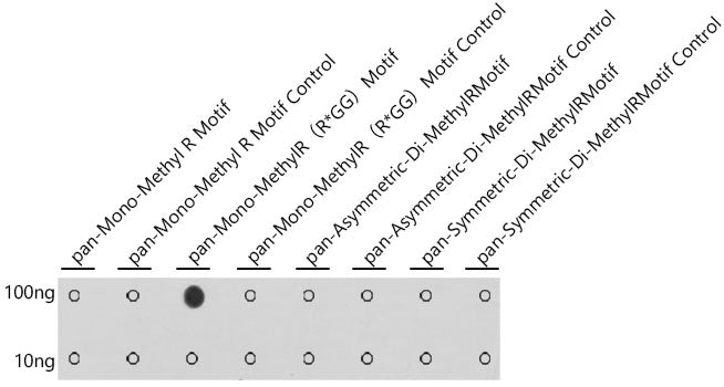 pan-Mono-MethylR（R*GG）Motif Rabbit pAb