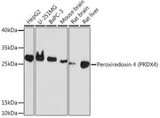Peroxiredoxin 4 (PRDX4) Rabbit pAb