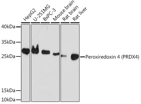 Peroxiredoxin 4 (PRDX4) Rabbit pAb