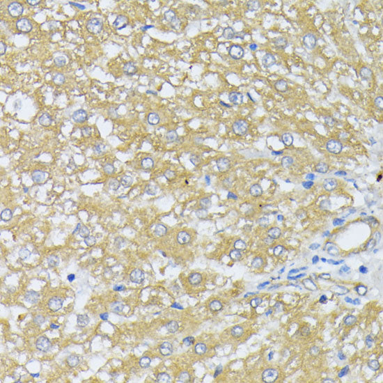 Peroxiredoxin 4 (PRDX4) Rabbit pAb