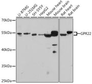GPR22 Rabbit pAb