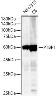 [KO Validated] PTBP1 Rabbit pAb