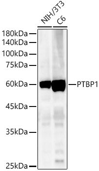 [KO Validated] PTBP1 Rabbit pAb