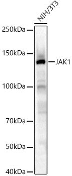 JAK1 Rabbit pAb