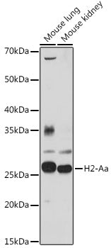 H2-Aa Rabbit pAb