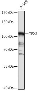 TPX2 Rabbit pAb