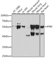 PTRF Rabbit pAb