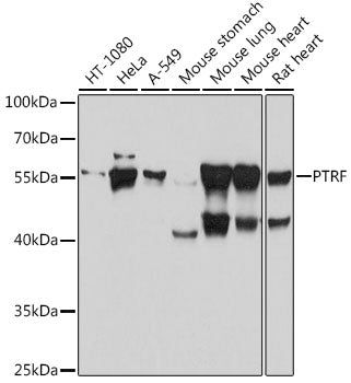 PTRF Rabbit pAb