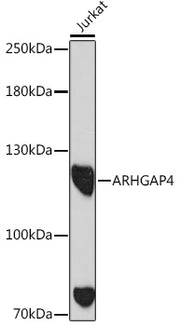 ARHGAP4 Rabbit pAb