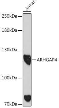 ARHGAP4 Rabbit pAb