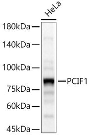 PCIF1 Rabbit pAb