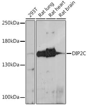 DIP2C Rabbit pAb