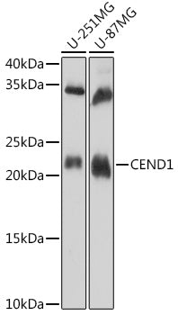 CEND1 Rabbit pAb