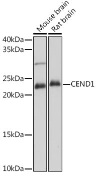 CEND1 Rabbit pAb