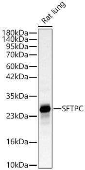 SFTPC Rabbit pAb