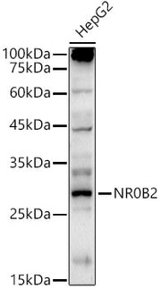 SHP/NR0B2 Rabbit pAb