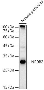 SHP/NR0B2 Rabbit pAb