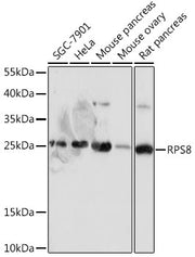 RPS8 Rabbit pAb