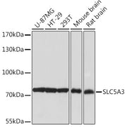 SLC5A3 Rabbit pAb