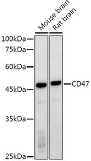 CD47 Rabbit pAb