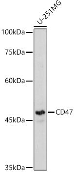 CD47 Rabbit pAb