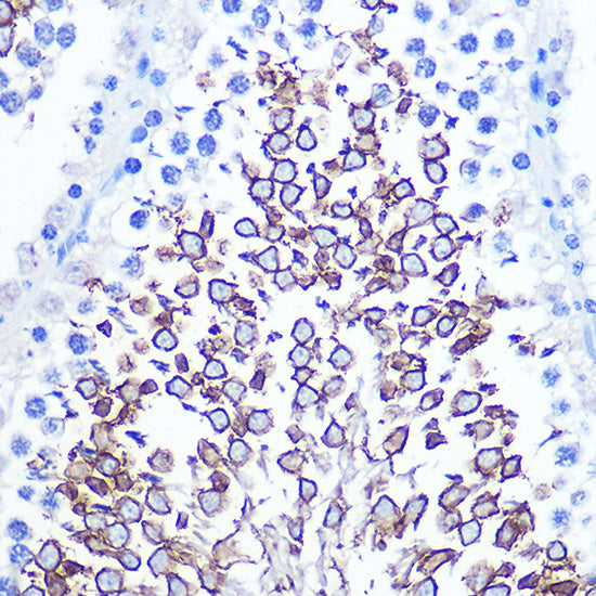 CD47 Rabbit pAb