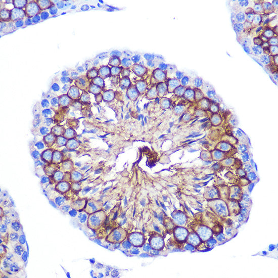 CD47 Rabbit pAb
