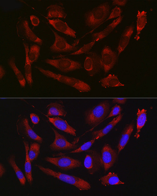 CD47 Rabbit pAb