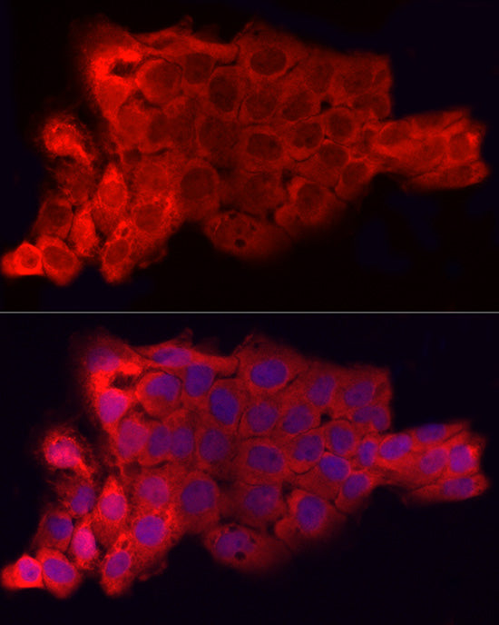 CD47 Rabbit pAb