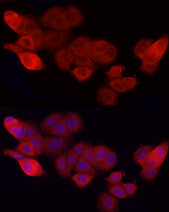 CD47 Rabbit pAb