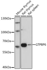 GTPBP6 Rabbit pAb