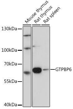 GTPBP6 Rabbit pAb