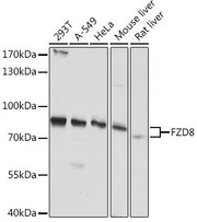 FZD8 Rabbit pAb